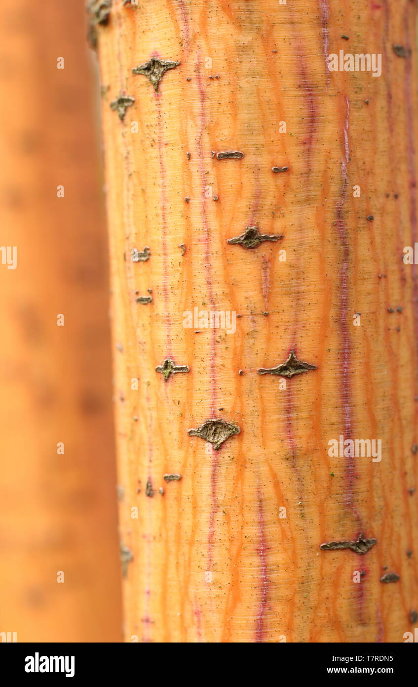 Acer conspicuum 'Phoenix'. Corteccia ornamentale di Acer 'Phoenix', un Snakebark acero, all'inizio della primavera - REGNO UNITO Foto Stock