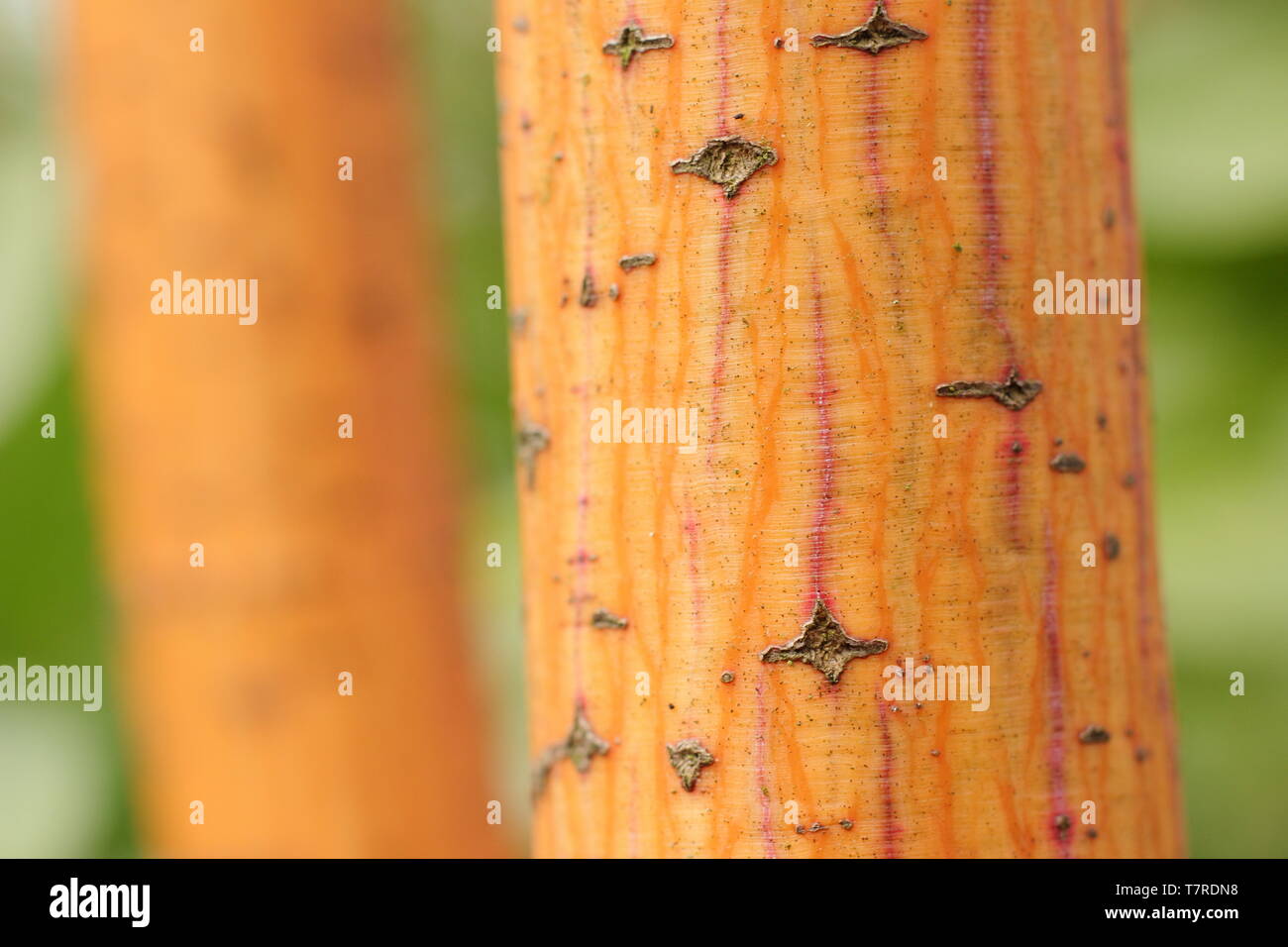 Acer conspicuum 'Phoenix'. Corteccia ornamentale di Acer 'Phoenix', un Snakebark acero, all'inizio della primavera - REGNO UNITO Foto Stock