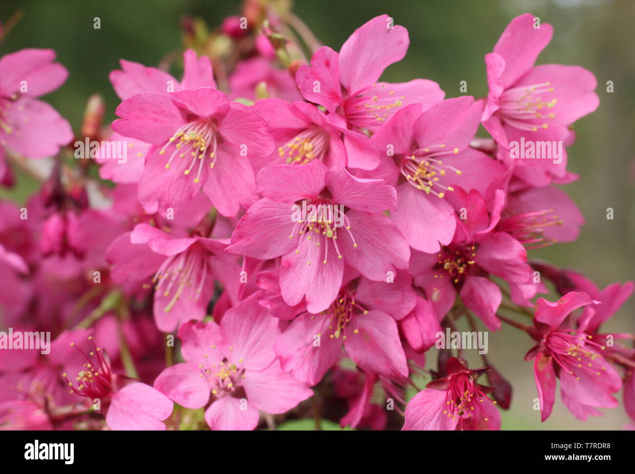 Prunis 'Collingwood Ingram'. Deep pink fiori di ciliegio fioritura 'Collingwood Ingram' a metà primavera - REGNO UNITO. Foto Stock
