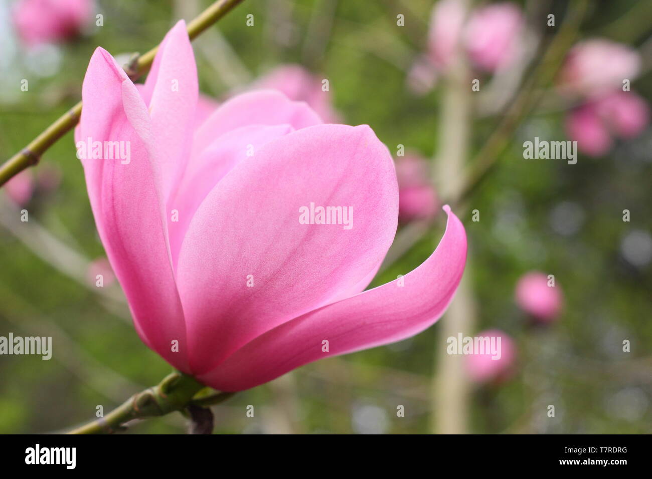 Magnolia sprengeri var. diva " Copeland Corte". Vivid zucchero filato rosa fiori di magnolia 'Copeland corte" in primavera . AGM. Regno Unito Foto Stock