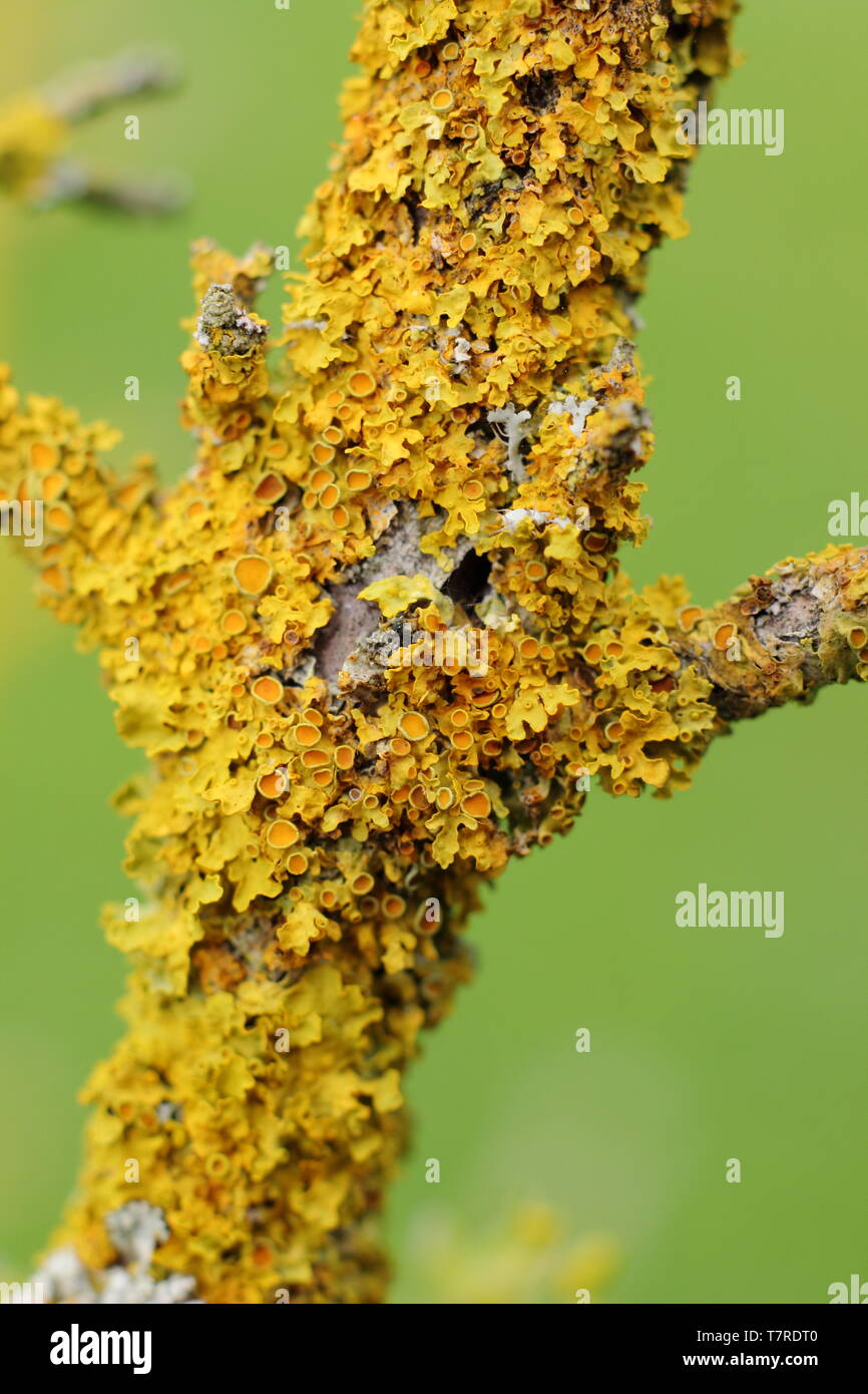 Xanthoria parietina. Comune lichene arancione in crescita su Corniolo (Cornus mas) in primavera in un entroterra, ambiente boscoso - REGNO UNITO Foto Stock