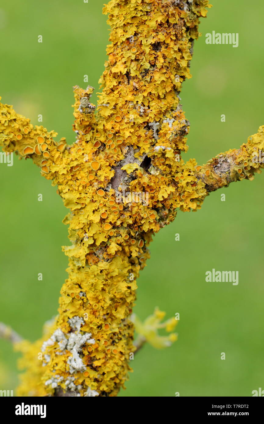 Xanthoria parietina. Comune lichene arancione in crescita su Corniolo (Cornus mas) in primavera in un entroterra, ambiente boscoso - REGNO UNITO Foto Stock
