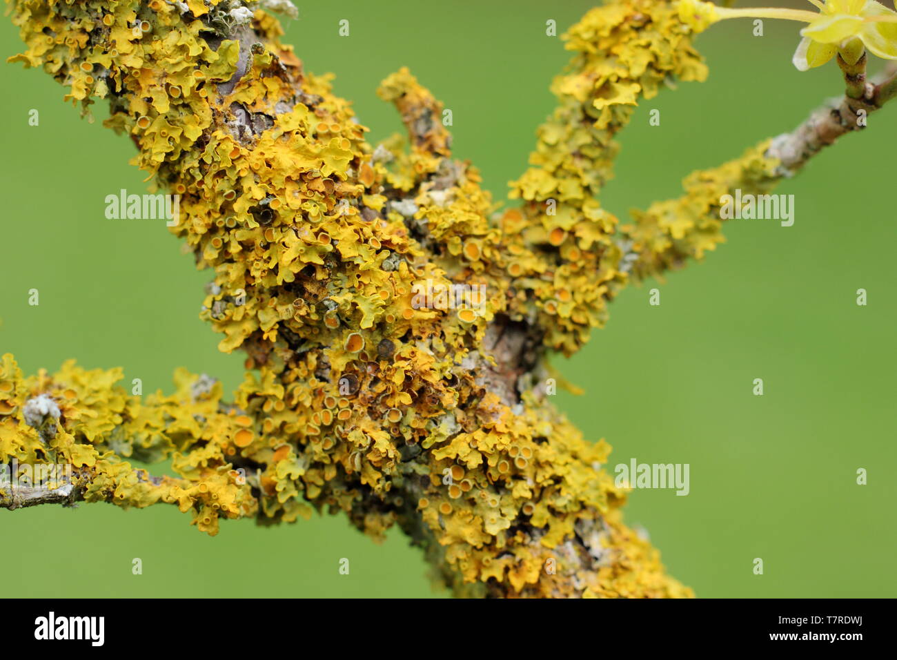 Xanthoria parietina. Comune lichene arancione in crescita su Corniolo (Cornus mas) in primavera in un entroterra, ambiente boscoso - REGNO UNITO Foto Stock