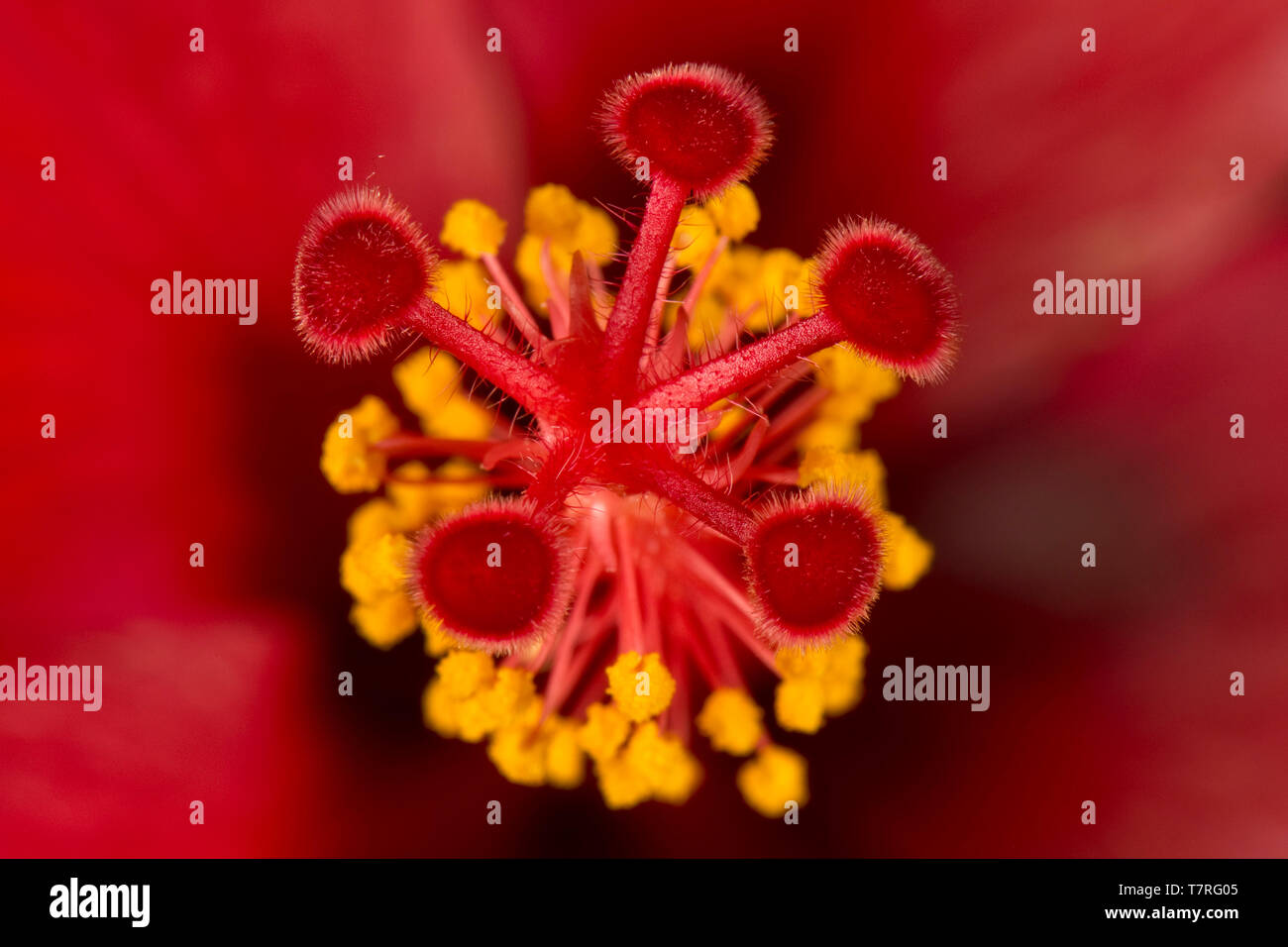 Lo stigma, stile, antere e stami di fiore di un Hibiscus rosa-sinensis impianto Foto Stock