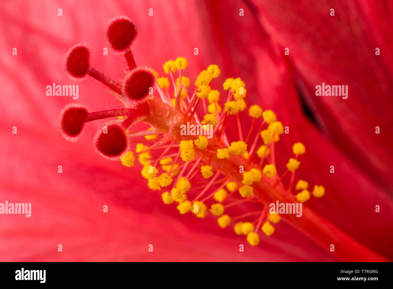 Lo stigma, stile, antere e stami di fiore di un Hibiscus rosa-sinensis impianto Foto Stock