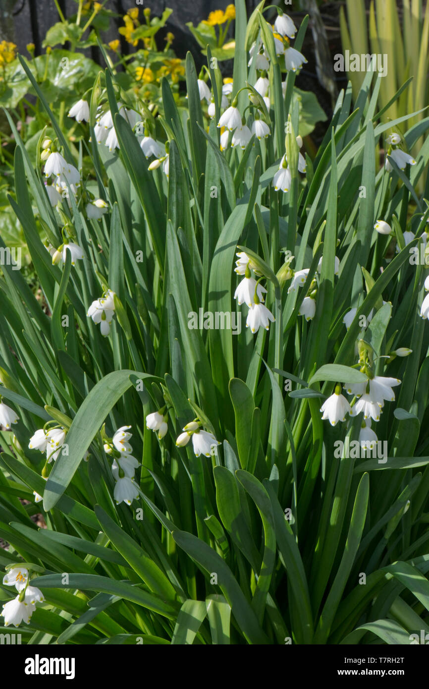 Estate snowflake o Loddon lily, Leucojum aestivum, piante fiorite in un grande gruppo, Berkshire, Aprile Foto Stock