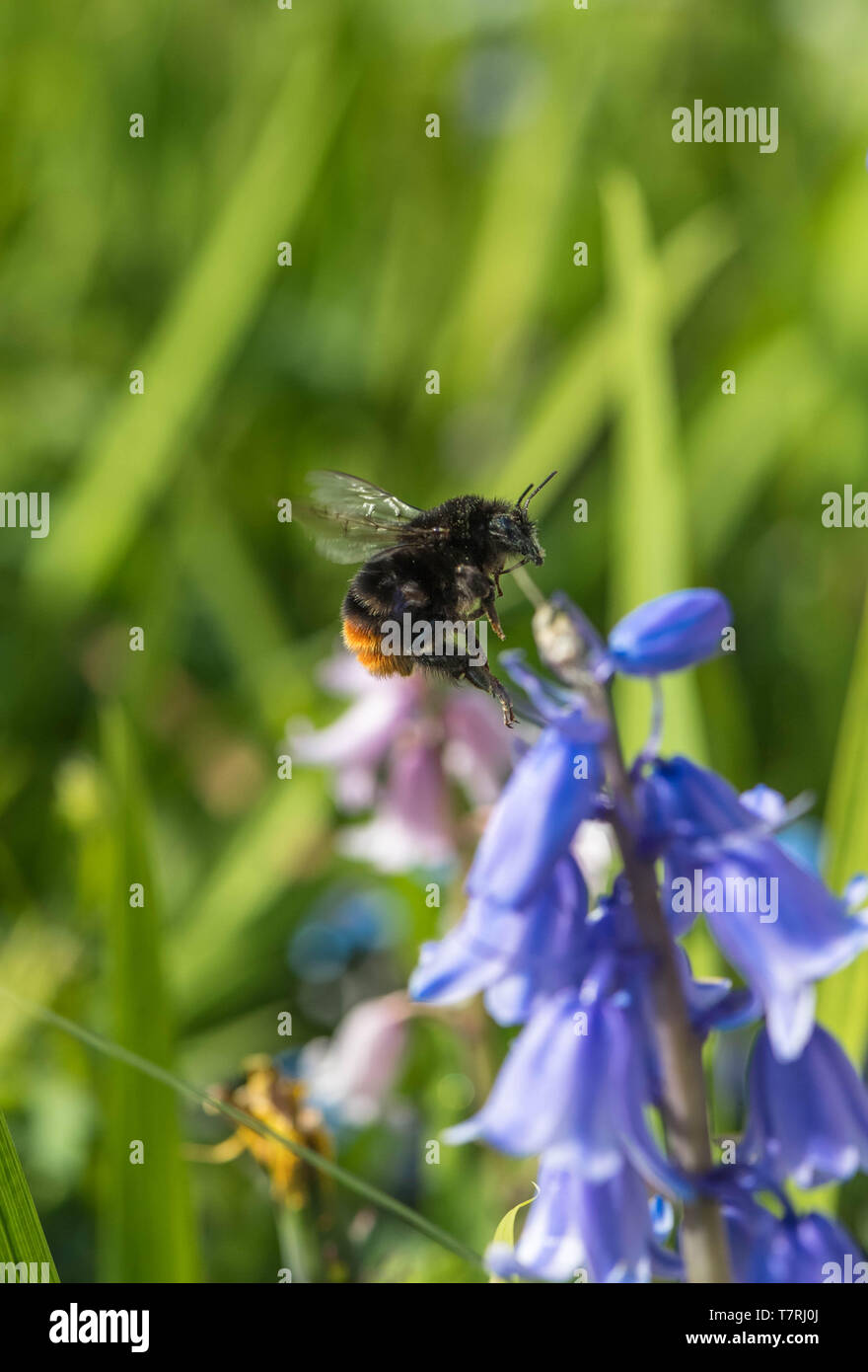 Bumble Bee impollinatori un non native Bluebell spagnolo. Foto Stock