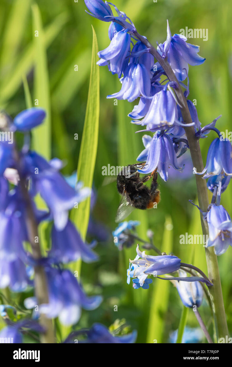 Bumble Bee impollinatori un non native Bluebell spagnolo. Foto Stock