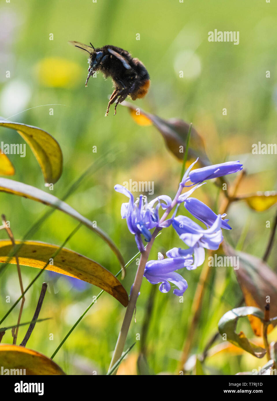 Bumble Bee impollinatori un non native Bluebell spagnolo. Foto Stock