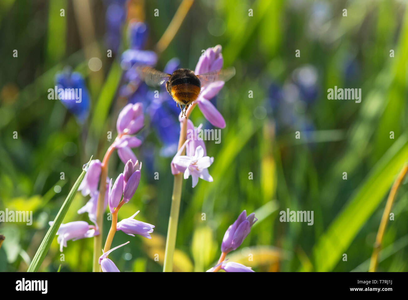 Bumble Bee impollinatori un non native Bluebell spagnolo. Foto Stock