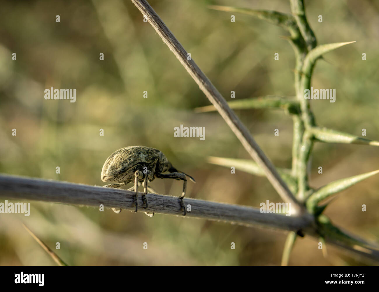 Larinus planus - curculione beetle Foto Stock