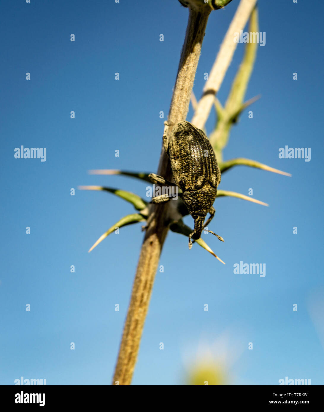 Larinus planus - curculione beetle Foto Stock