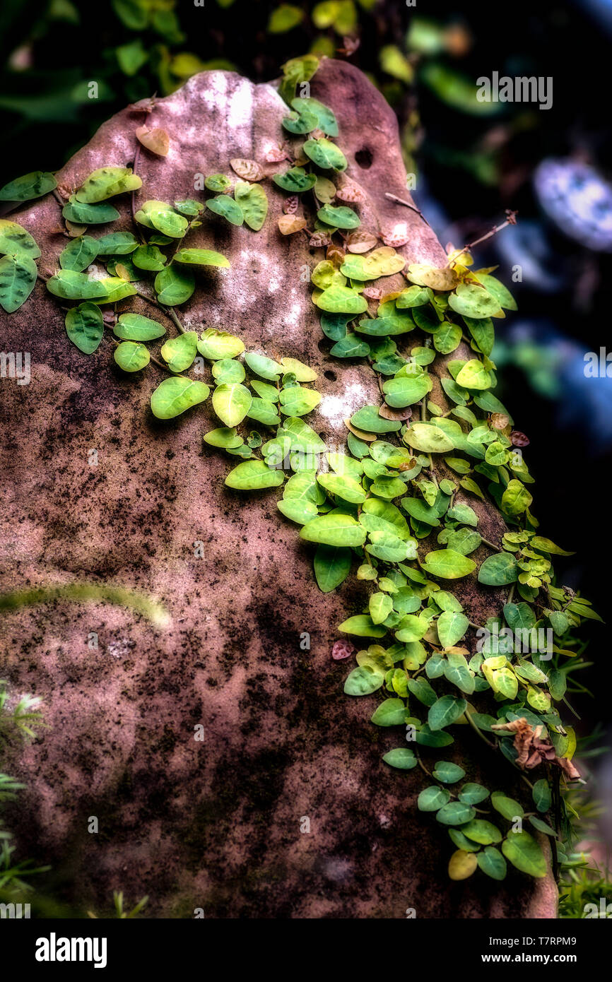 Vigne con foglie che cresce su una roccia bagnata dal sole Foto Stock