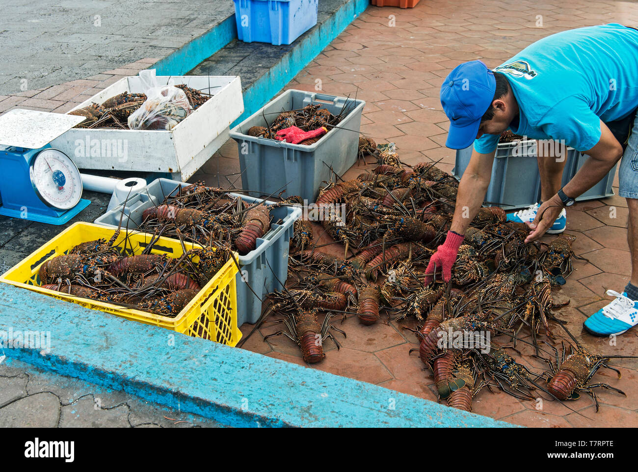 Merchant con aragosta fresca catture nel mercato del pesce di Puerto Ayora, Isola di Santa Cruz, Isole Galapagos, Ecuador Foto Stock