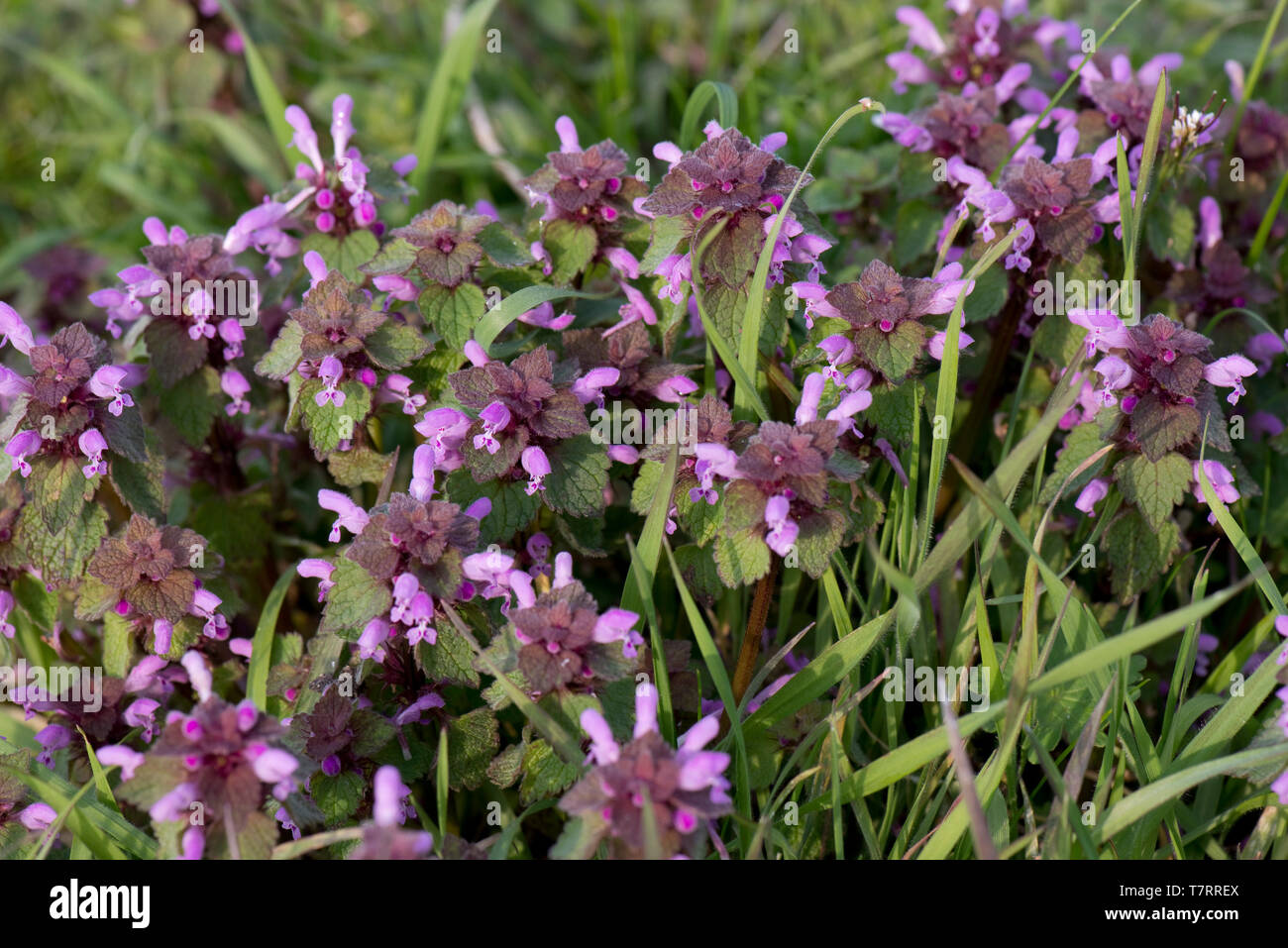 Red dead-ortica, Lamium purpureum, piante fiorire nella prateria di rifiuti, Berkshire, Marzo Foto Stock