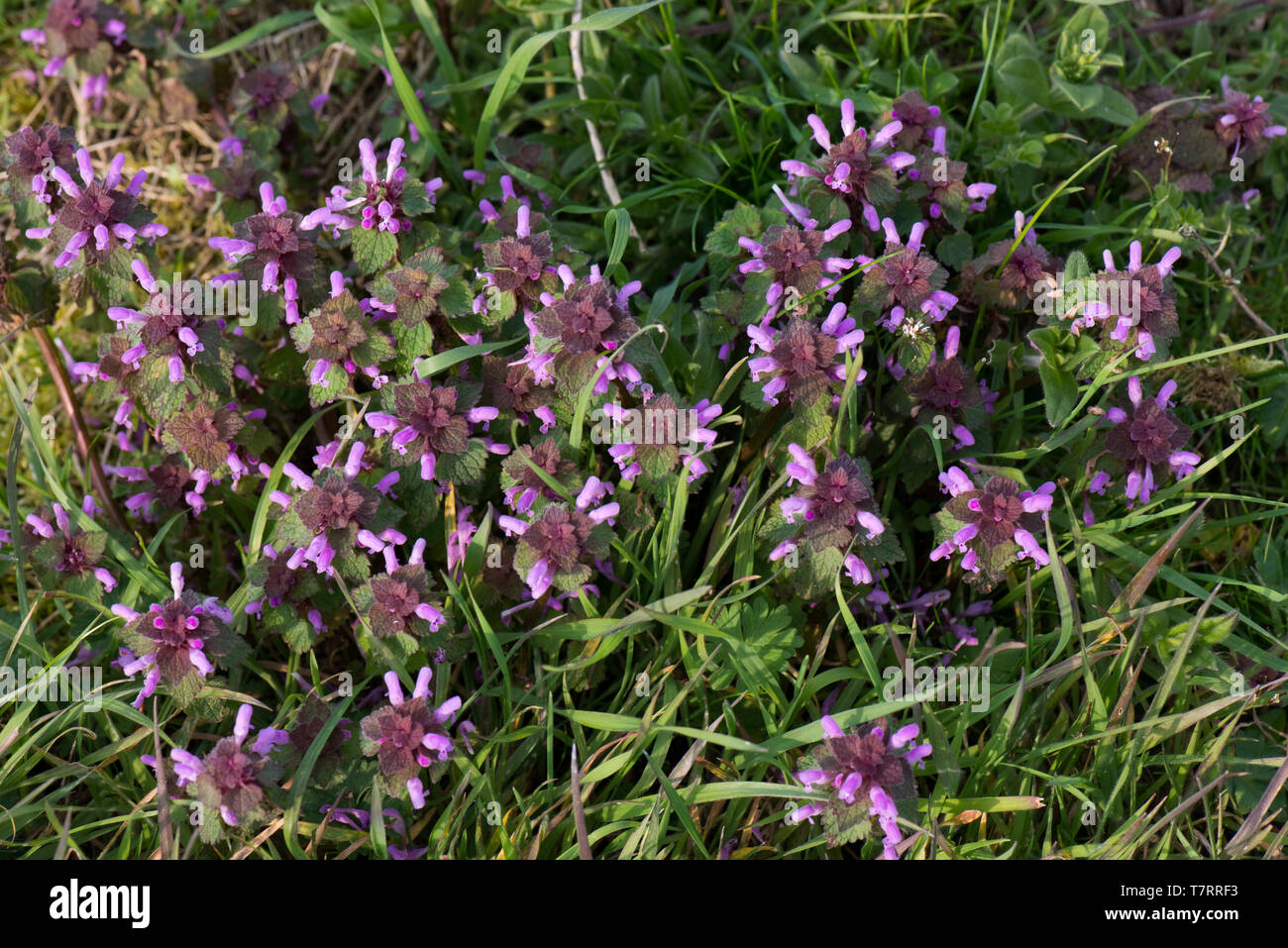 Red dead-ortica, Lamium purpureum, piante fiorire nella prateria di rifiuti, Berkshire, Marzo Foto Stock