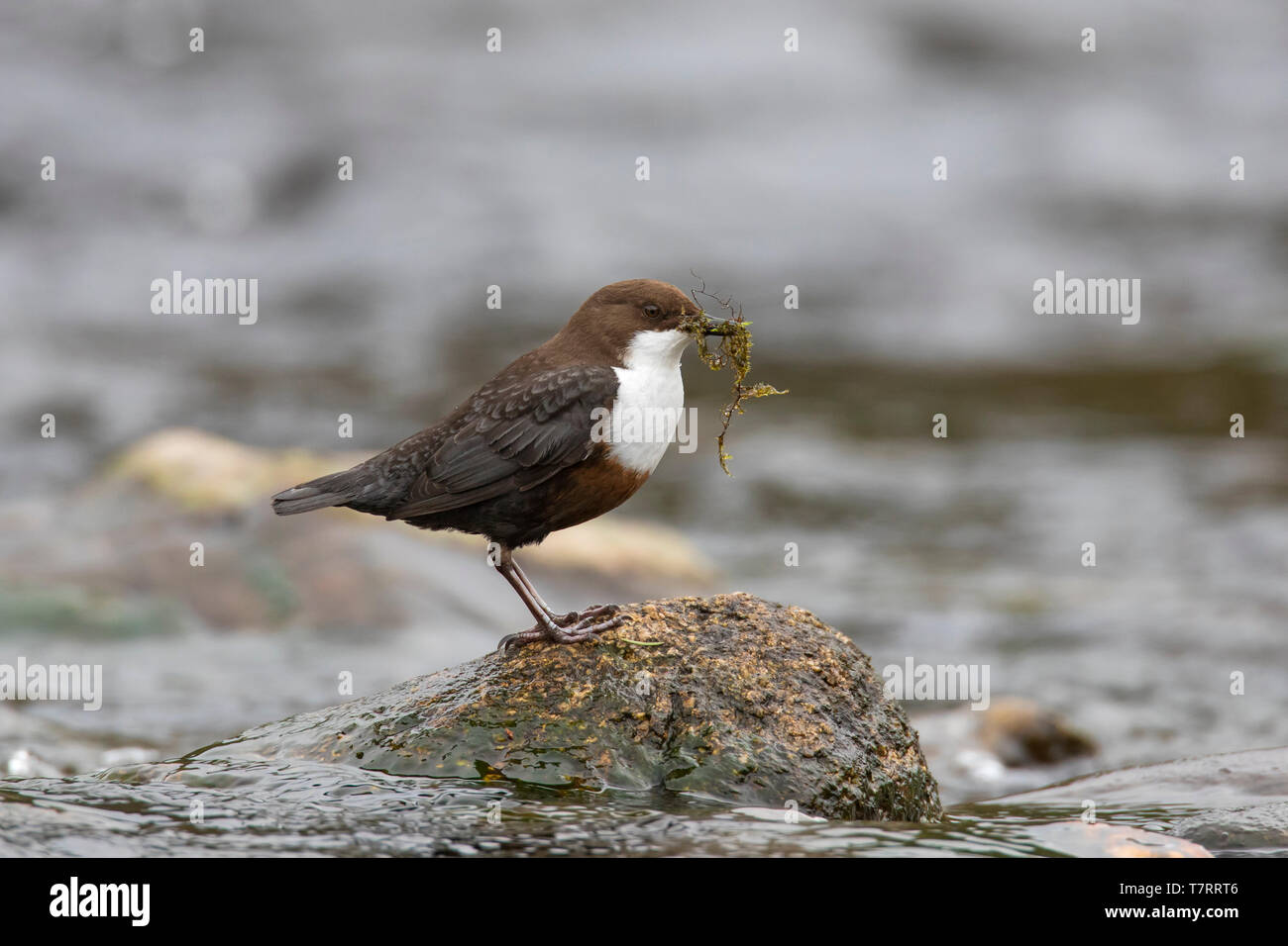 Bianco-throated dipper / Europea bilanciere (Cinclus cinclus) nel flusso di raccolta materiale di nidificazione nel becco per la nidificazione Foto Stock