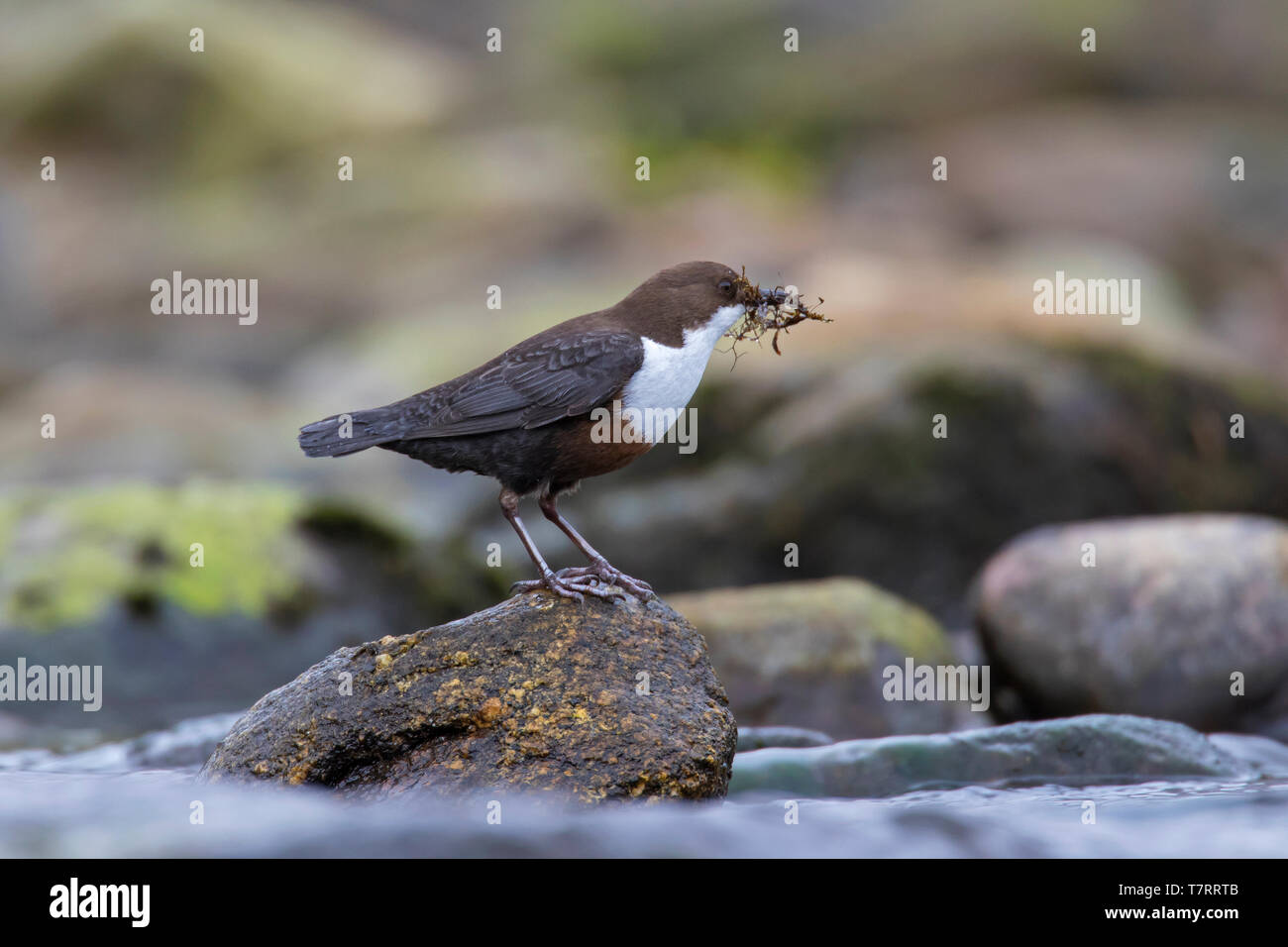 Bianco-throated dipper / Europea bilanciere (Cinclus cinclus) nel flusso di raccolta materiale di nidificazione nel becco per la nidificazione Foto Stock