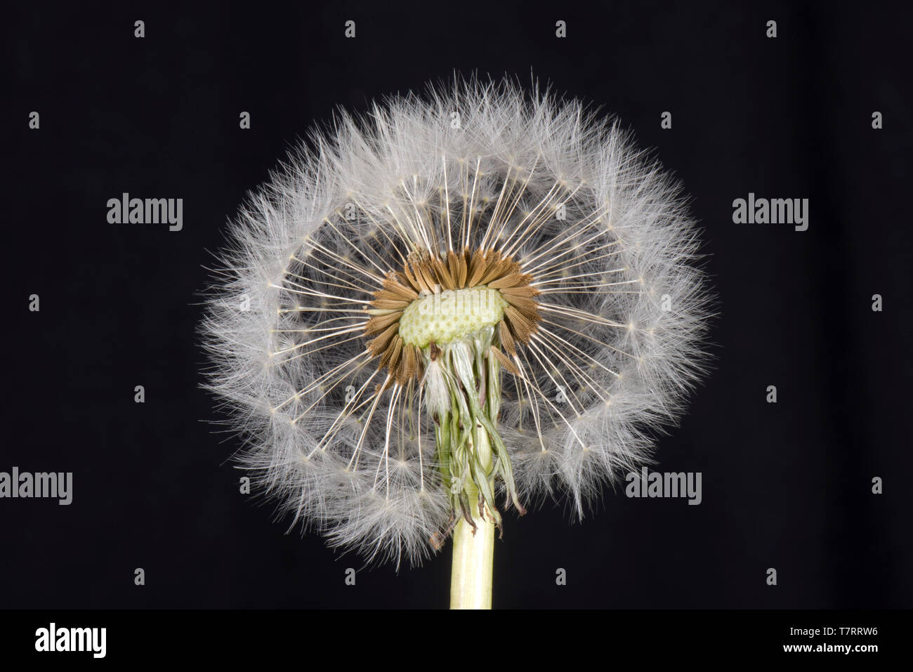 Studio Immagine di un tarassaco (Taraxacum officinale) seme head mostra pappus, becco e achene per la dispersione del vento Foto Stock