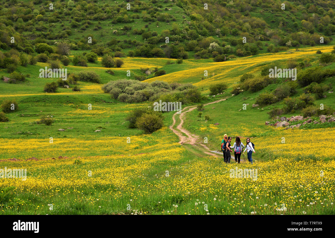 Nuvoloso paesaggio estivo in Armenia. Gli escursionisti attraverso un prato ricoperto con un po' di fiori gialli, montagne con la foresta, nuvole di pioggia. Foto Stock