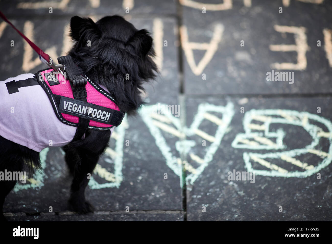 Newcastle upon Tyne, Vegan dog Foto Stock