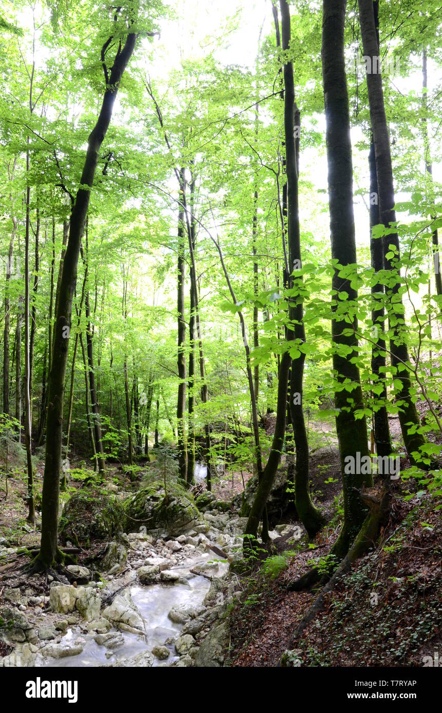 Foresta Vicino a Bad Ischl nella regione di Salzkammergut in Austria Foto Stock