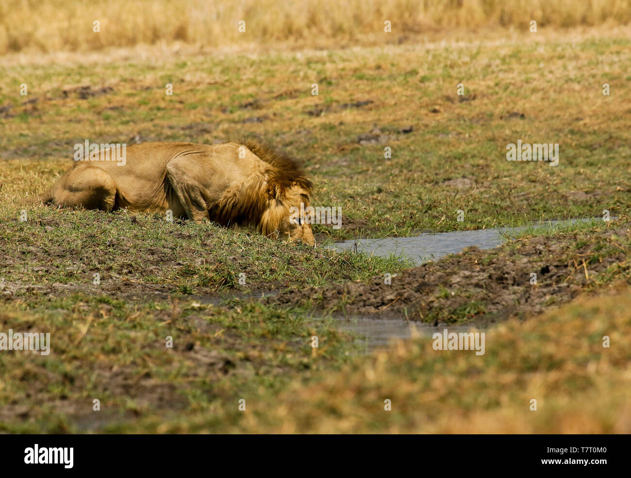 Leone maschio di bere in Busanga Plains. Parco Nazionale di Kafue. Zambia Foto Stock