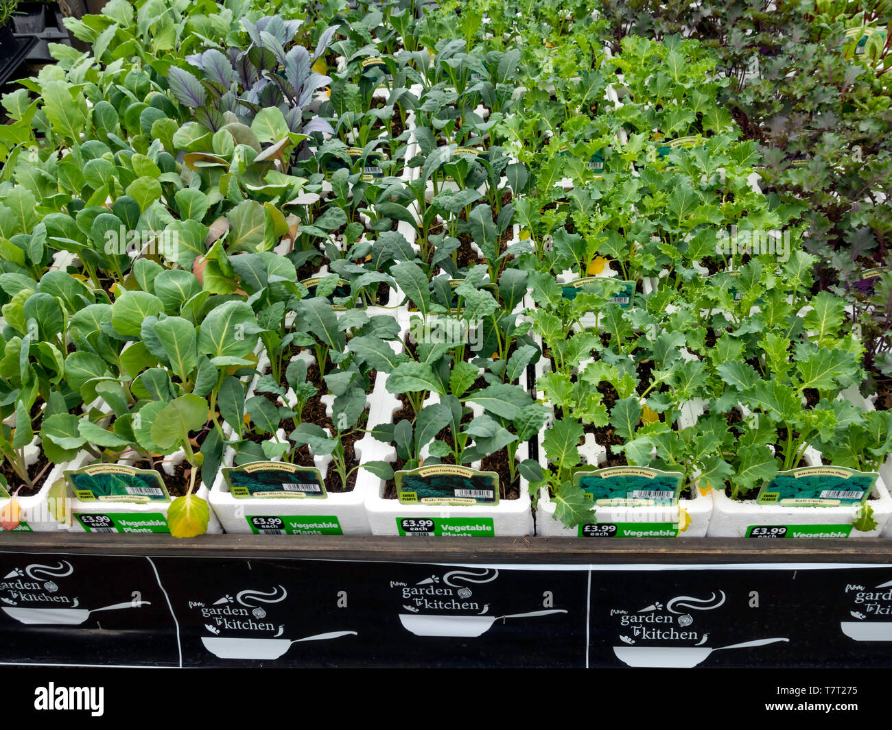 Visualizzazione di Orto lettiera vegetale le piante per la semina primaverile per la vendita in un Centro giardino Foto Stock
