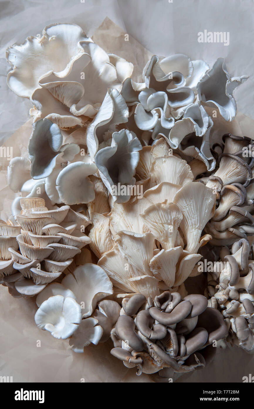 Funghi esotici inclusi Blue trombe e Golden ostriche Foto Stock