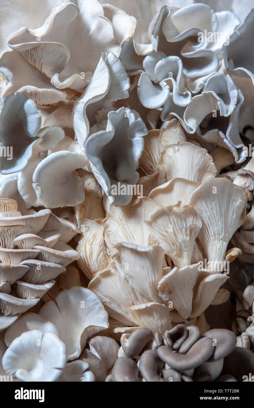 Funghi esotici inclusi Blue trombe e Golden ostriche Foto Stock