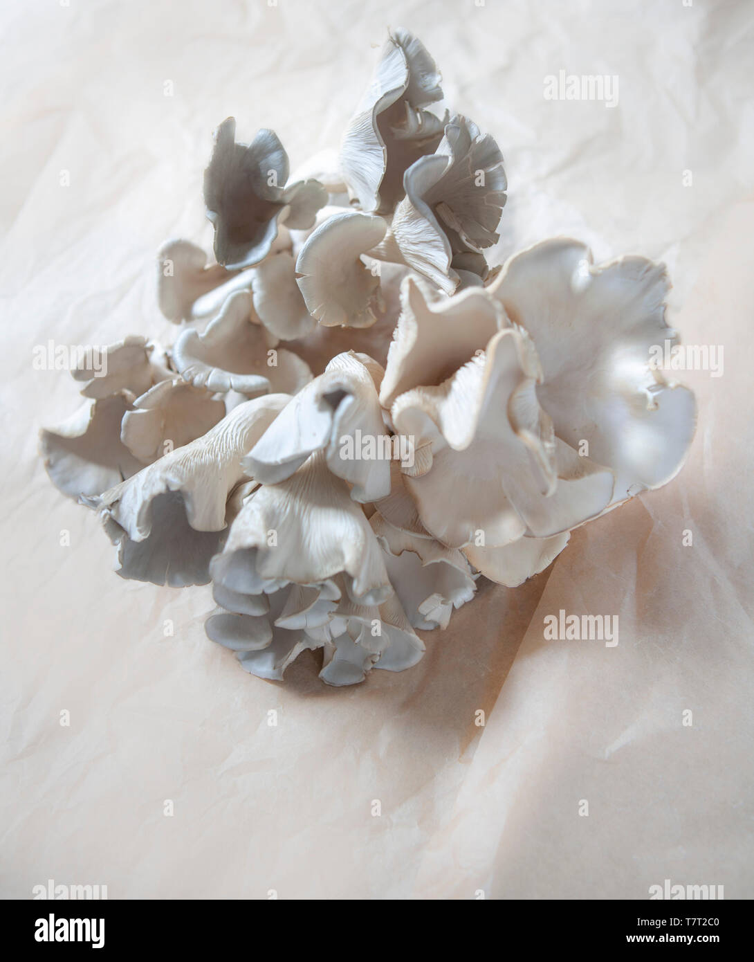 Funghi esotici su carta pergamena Foto Stock