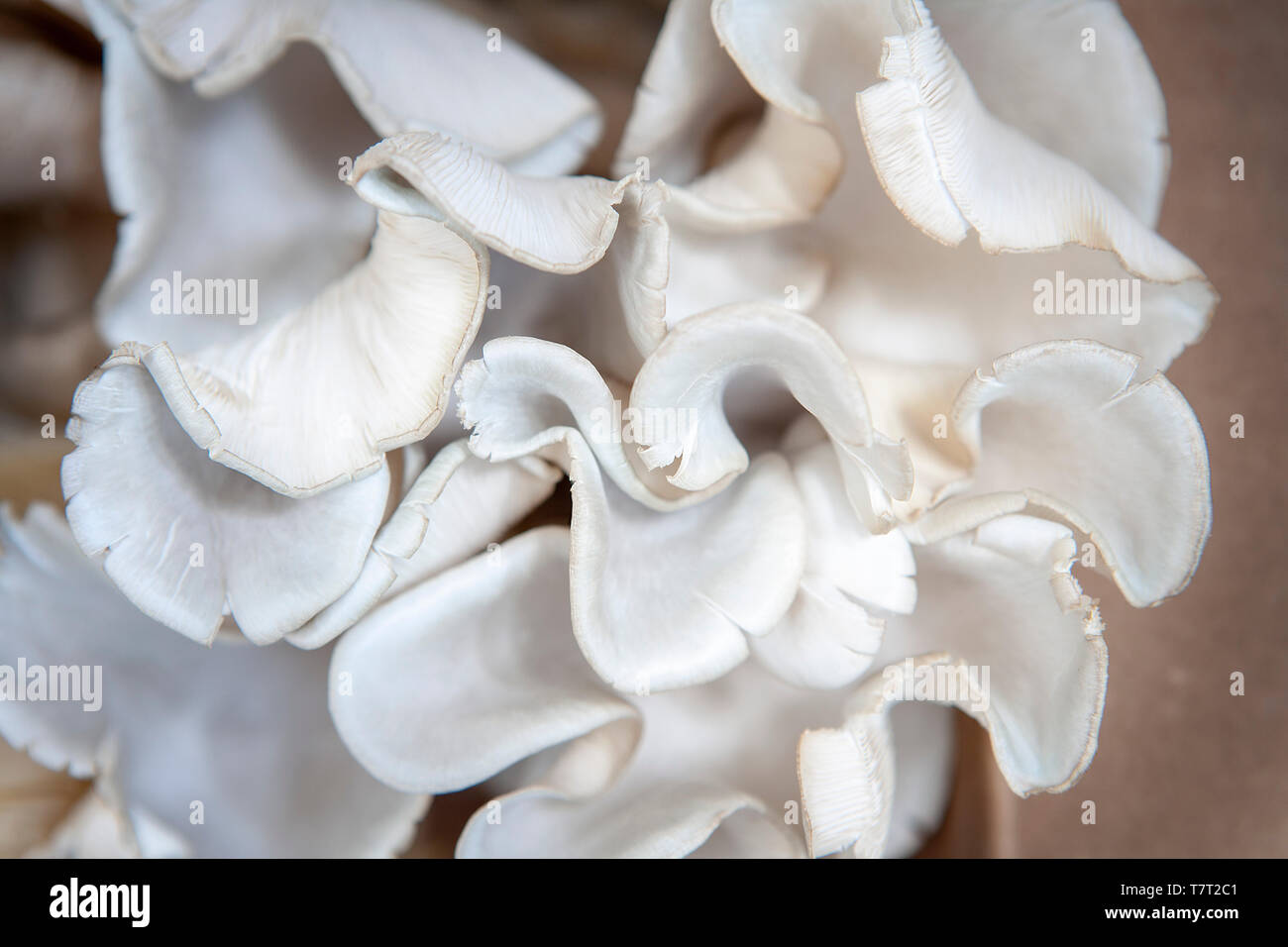 Funghi esotici, Close-Up Foto Stock