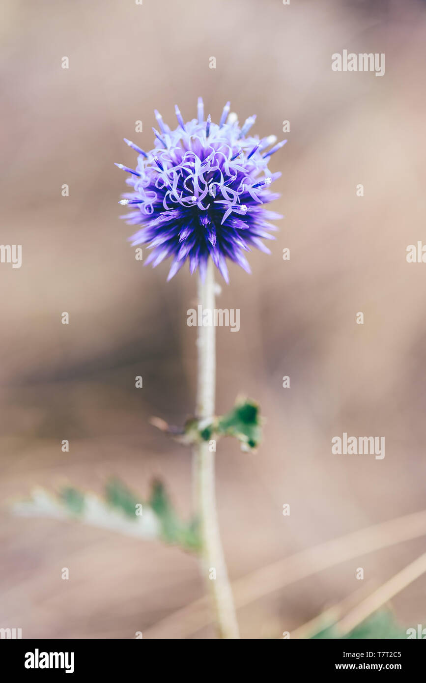 Germoglio di fiore di violet globe thistle a giornata autunnale su sfondo marrone Foto Stock