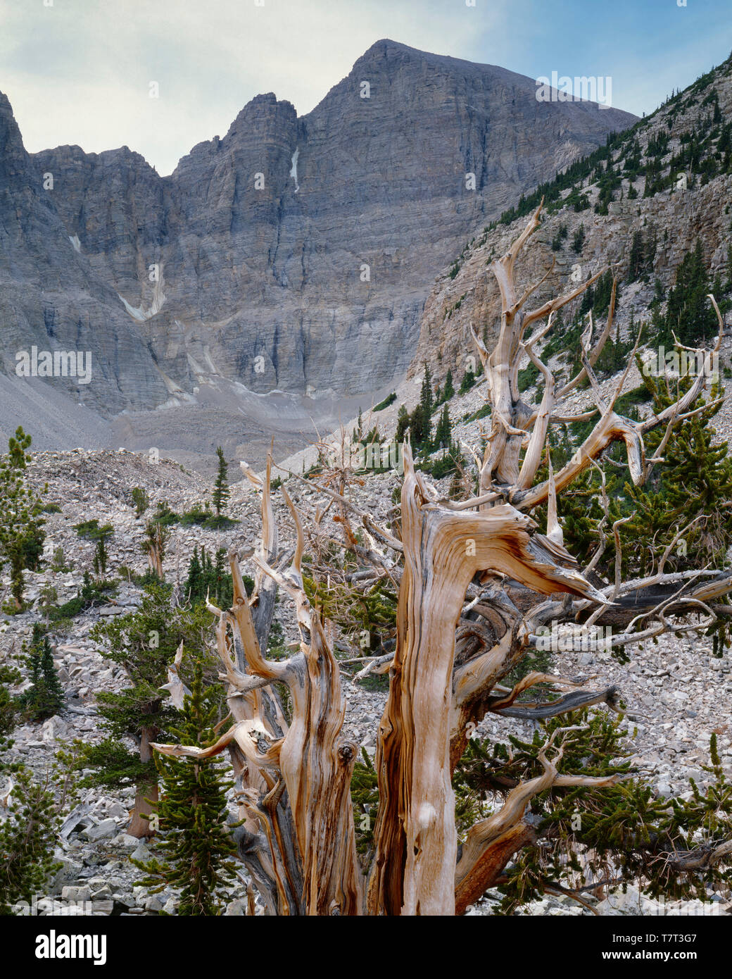 Stati Uniti d'America, Nevada, Parco nazionale Great Basin, bristlecone antichi pini (Pinus longaeva) crescere al fianco di quarzite massi in un antico circo glaciale essere Foto Stock