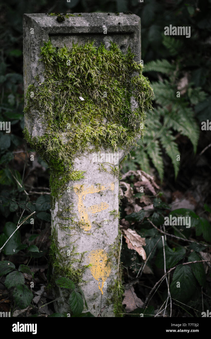 Sulla coltivazione moss Foto Stock