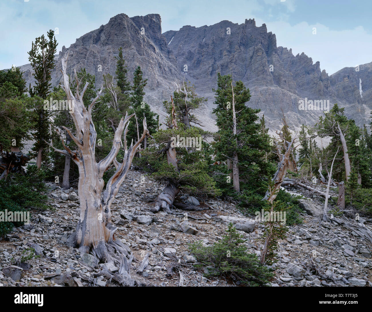 Stati Uniti d'America, Nevada, Parco nazionale Great Basin, bristlecone antichi pini (Pinus longaeva) crescere al fianco di quarzite massi in un antico circo glaciale essere Foto Stock