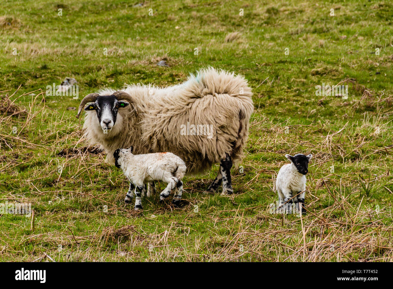 Pecora nera e agnelli nelle colline di Cheviot vicino Wooler, Northumberland, Regno Unito. Maggio 2019. Foto Stock