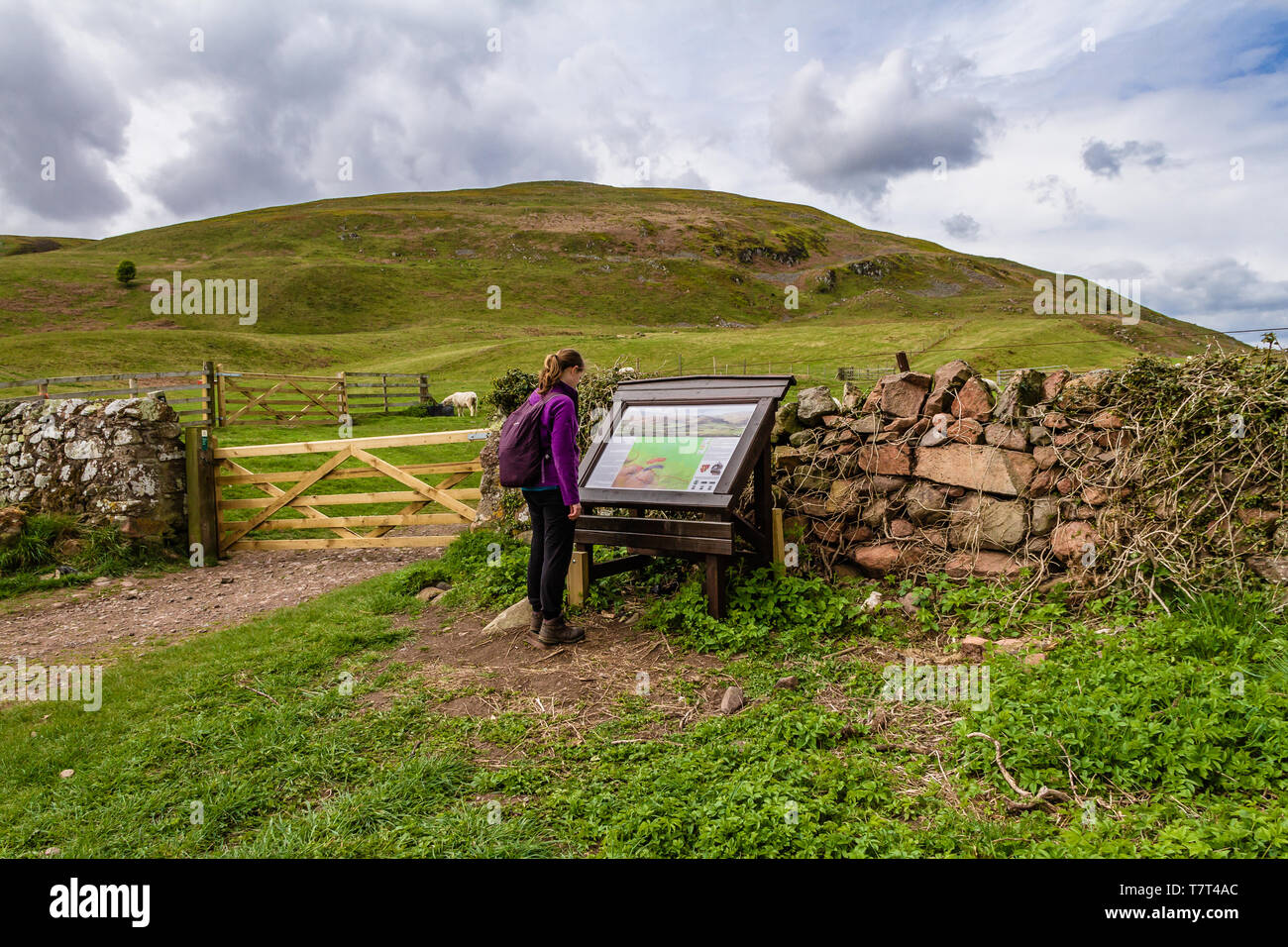 Walker lettura scheda di informazioni circa il 1402 Battaglia di Homildon Hill, con Humbleton/Homildon Hill in background. Northumberland, Regno Unito.Maggio 2019. Foto Stock