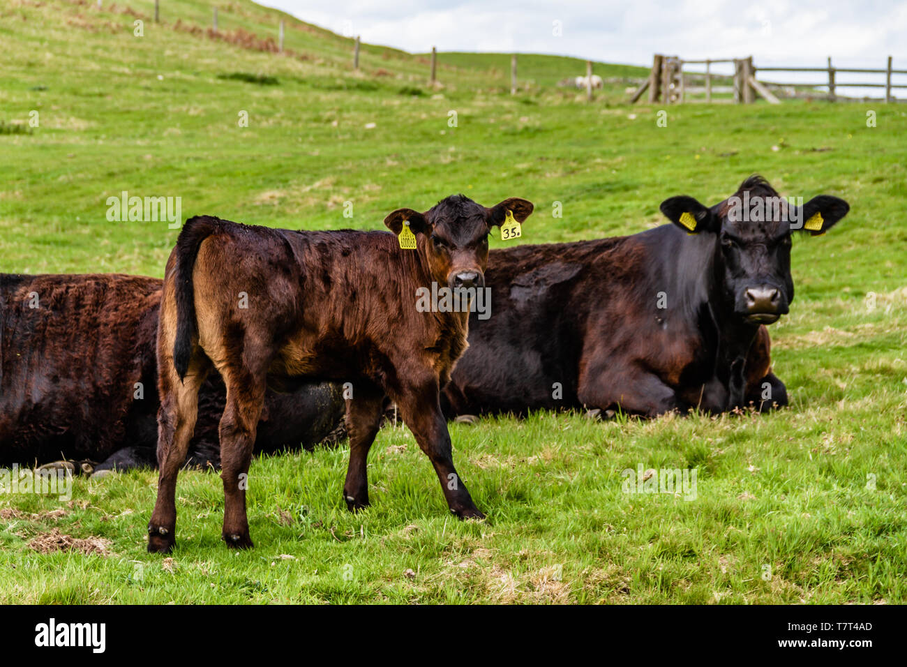 Una mucca e un vitello in un campo, vicino Wooler, Northumberland, Regno Unito. Maggio 2019. Foto Stock