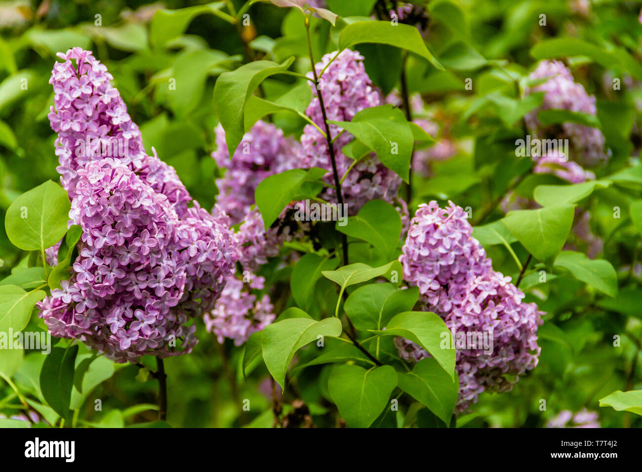 Syringa vulgaris o lilla comune fioritura in Northumberland, Regno Unito. Maggio 2018. Foto Stock