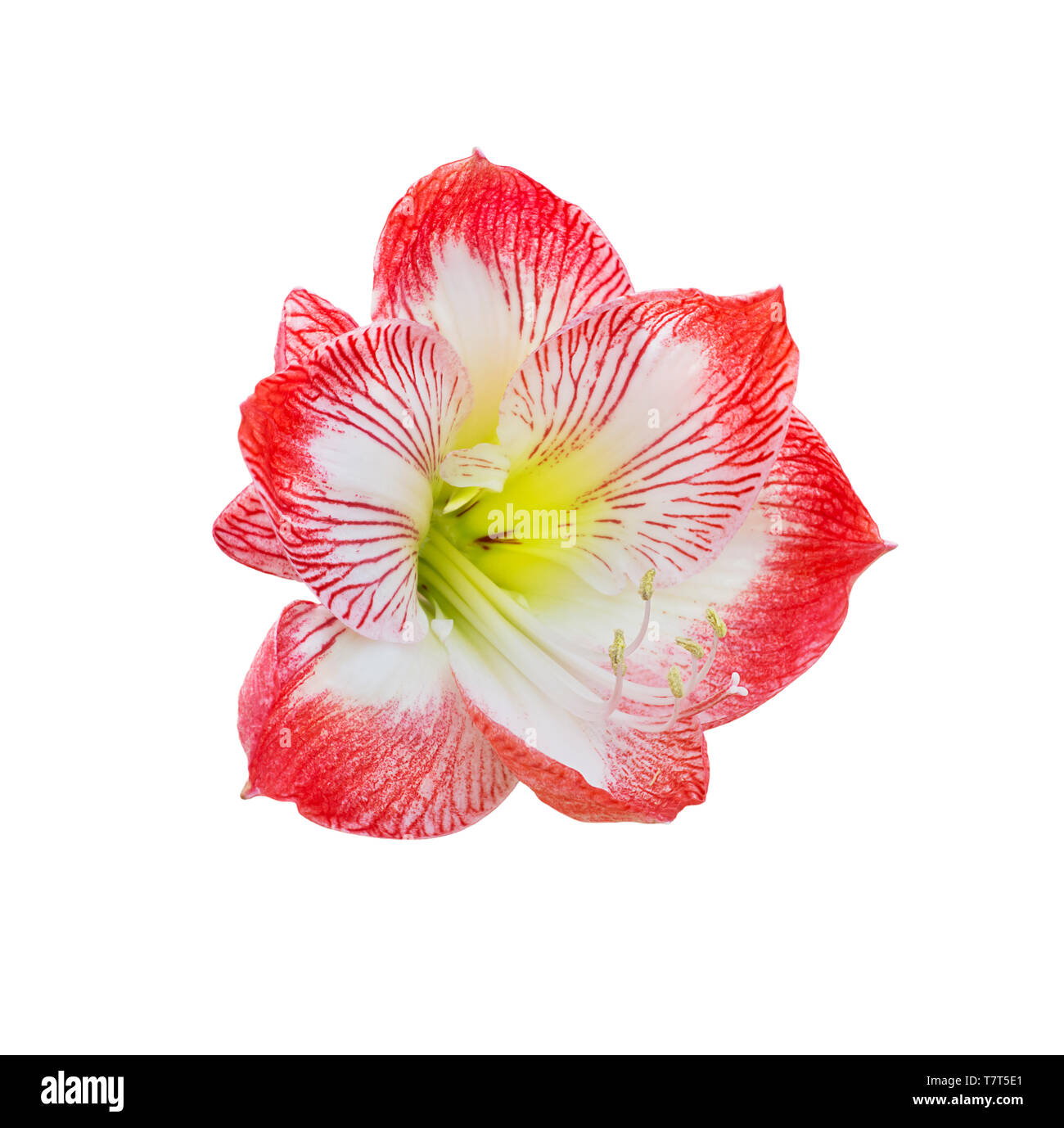 Amaryllis flower isolati su sfondo bianco Foto Stock