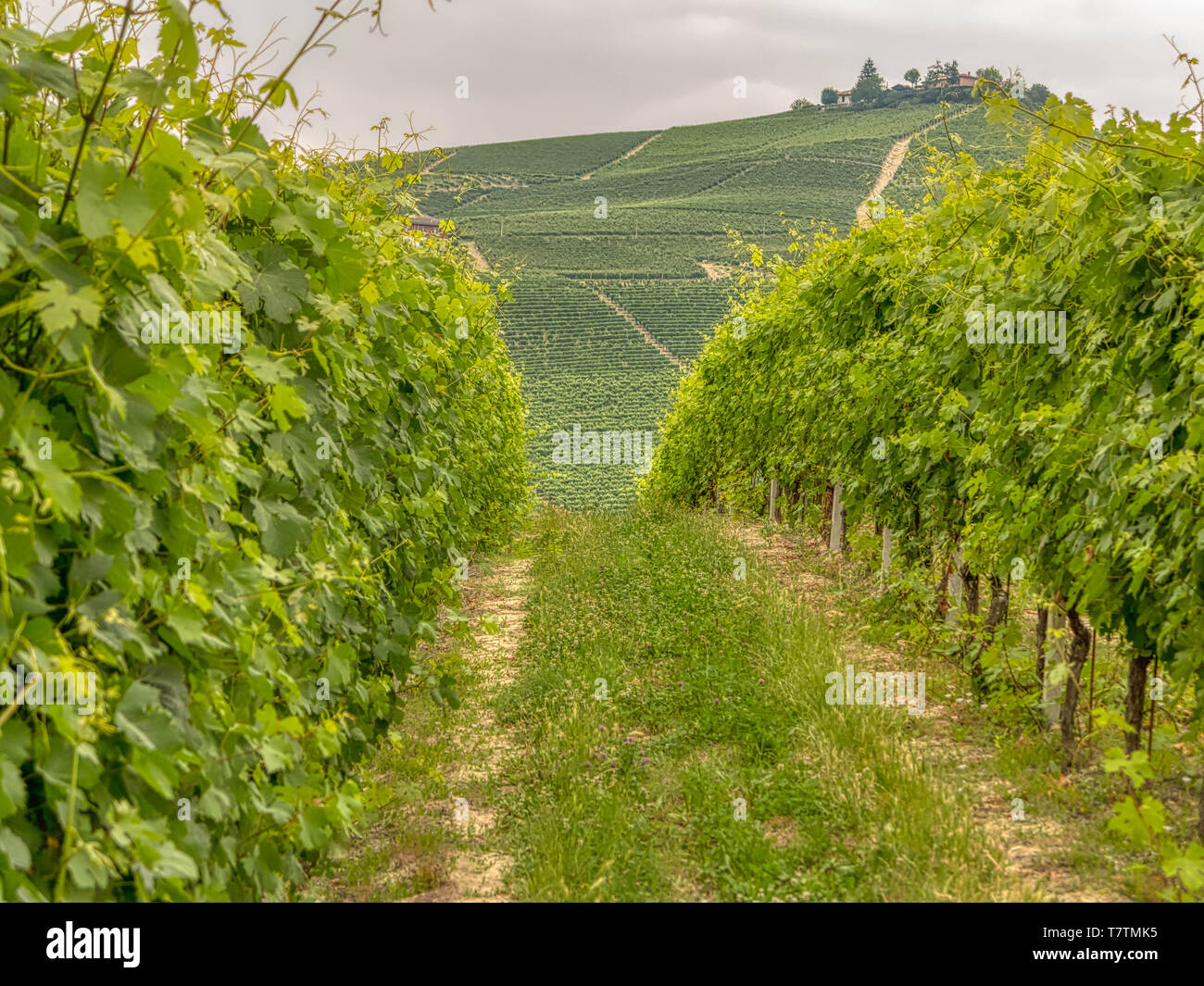 Vigneti di Nebbiolo nelle Langhe Regione Piemonte Foto Stock