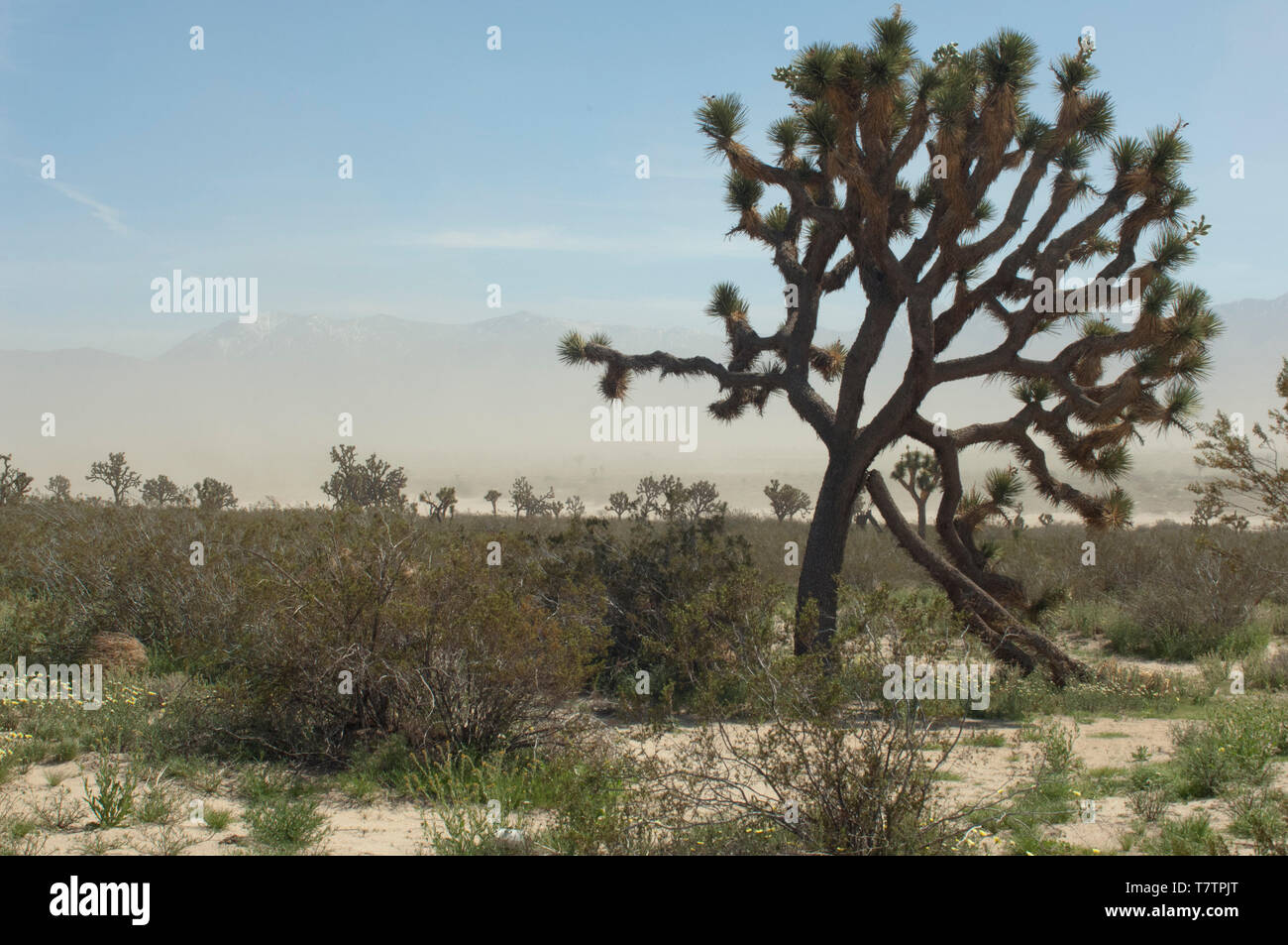 Joshua tree nel deserto Mohave ecosistema di Big Rock Creek Wildlife Sanctuary, California. Fotografia digitale Foto Stock
