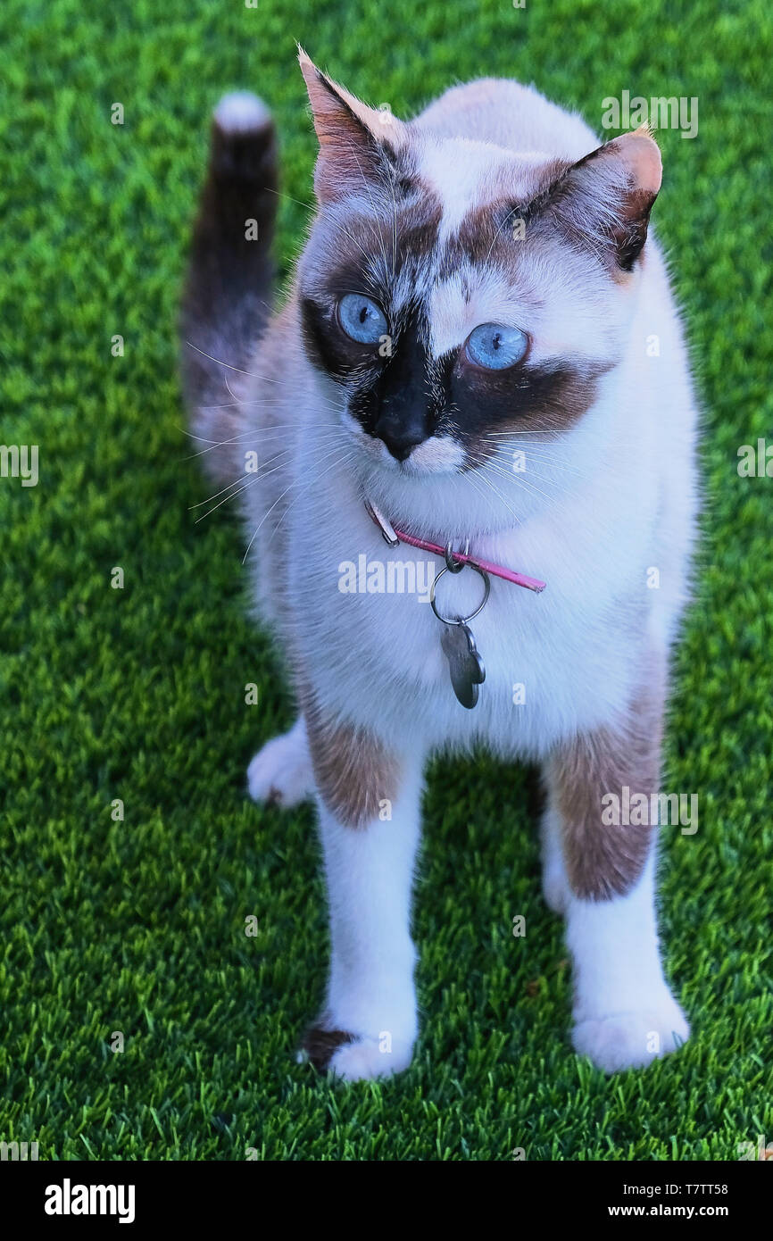 Piccolo e bellissimo gatto bianco con occhi azzurri su erba verde Foto Stock