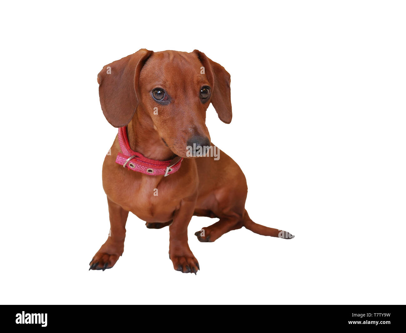 Bassotto simpatico cagnolino di capelli corti isolato su bianco Foto Stock