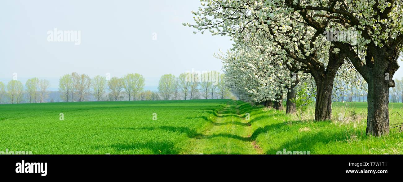Campi verdi in primavera, gli alberi di ciliegio (Prunus) fiorire in corrispondenza del bordo del campo, Unstrut-Hainich-Kreis, Turingia, Germania Foto Stock