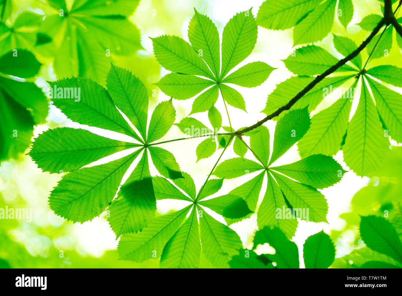 Ippocastano (Aesculus) foglie in primavera fresco verde, nitidezza selettiva, close-up, Germania Foto Stock
