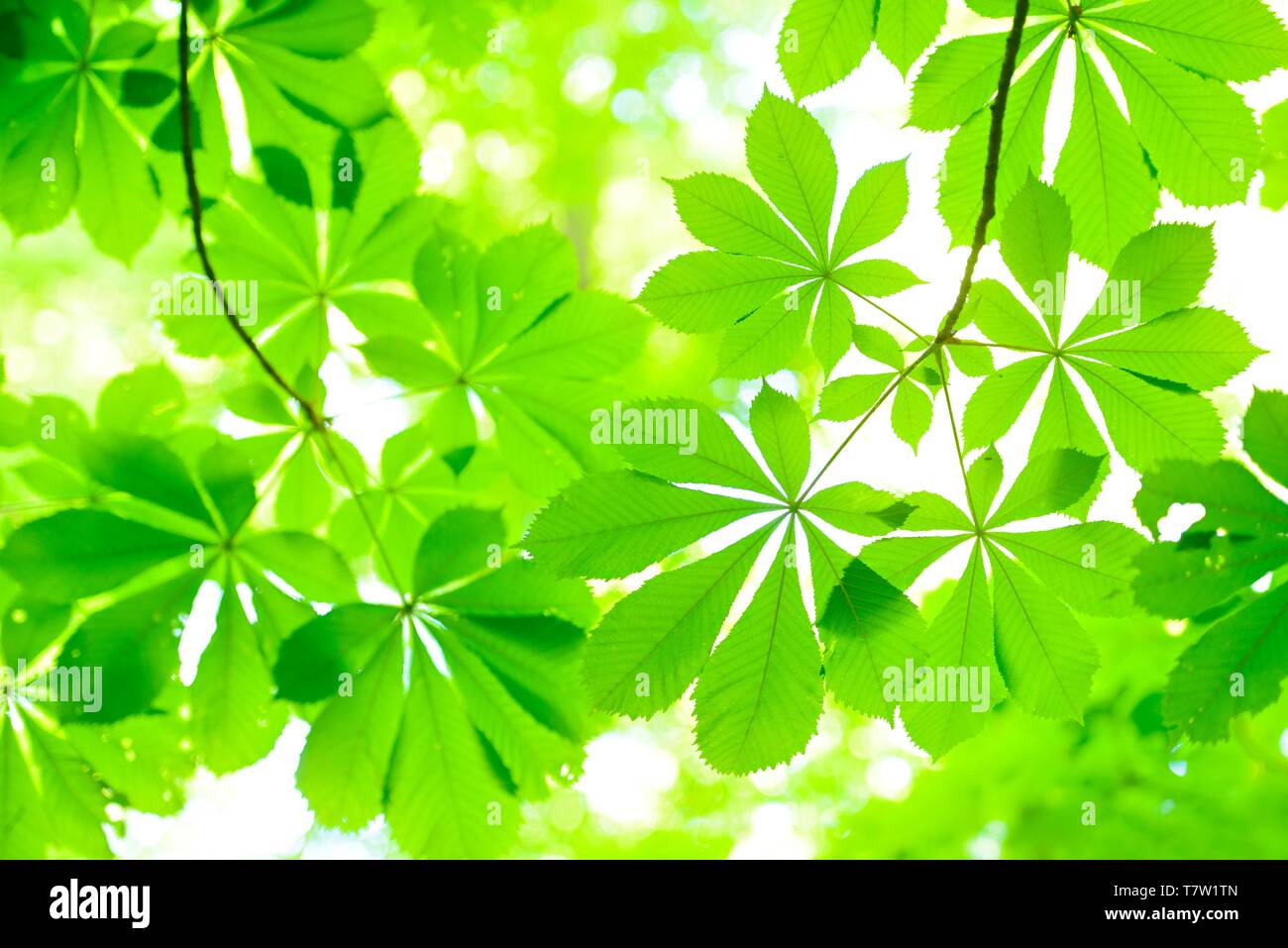 Ippocastano (Aesculus) foglie in primavera fresco verde, nitidezza selettiva, close-up, Germania Foto Stock