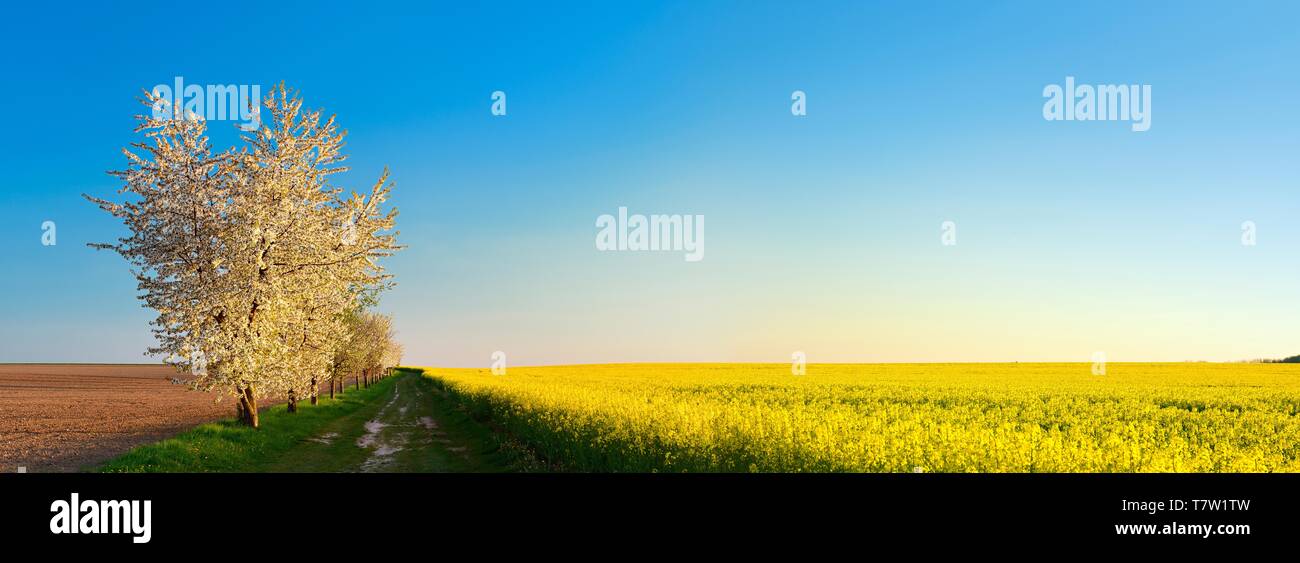 Panorama, campo percorso attraverso i campi in primavera, gli alberi di ciliegio (Prunus) in corrispondenza del bordo del campo in piena fioritura, cielo blu, vicino a Naumburg Foto Stock