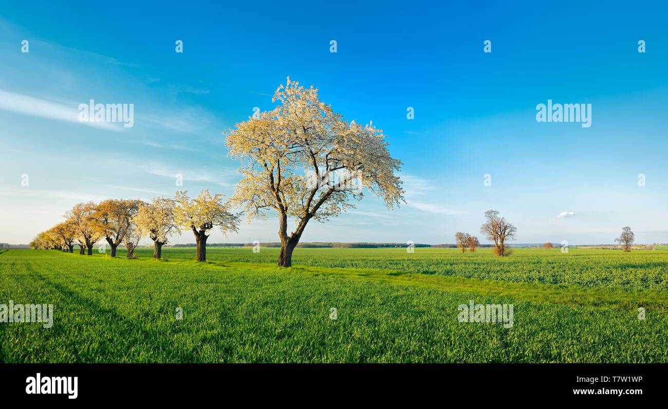 Campo verde, la fioritura dei ciliegi (prunus), cielo blu, Burgenlandkreis, Sassonia-Anhalt, Germania Foto Stock